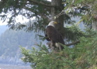 A Channel View Bed and Breakfast - Eagle