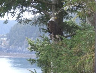 Kodiak Channel View Bed and Breakfast