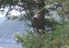 A Channel View Bed and Breakfast - Eagle